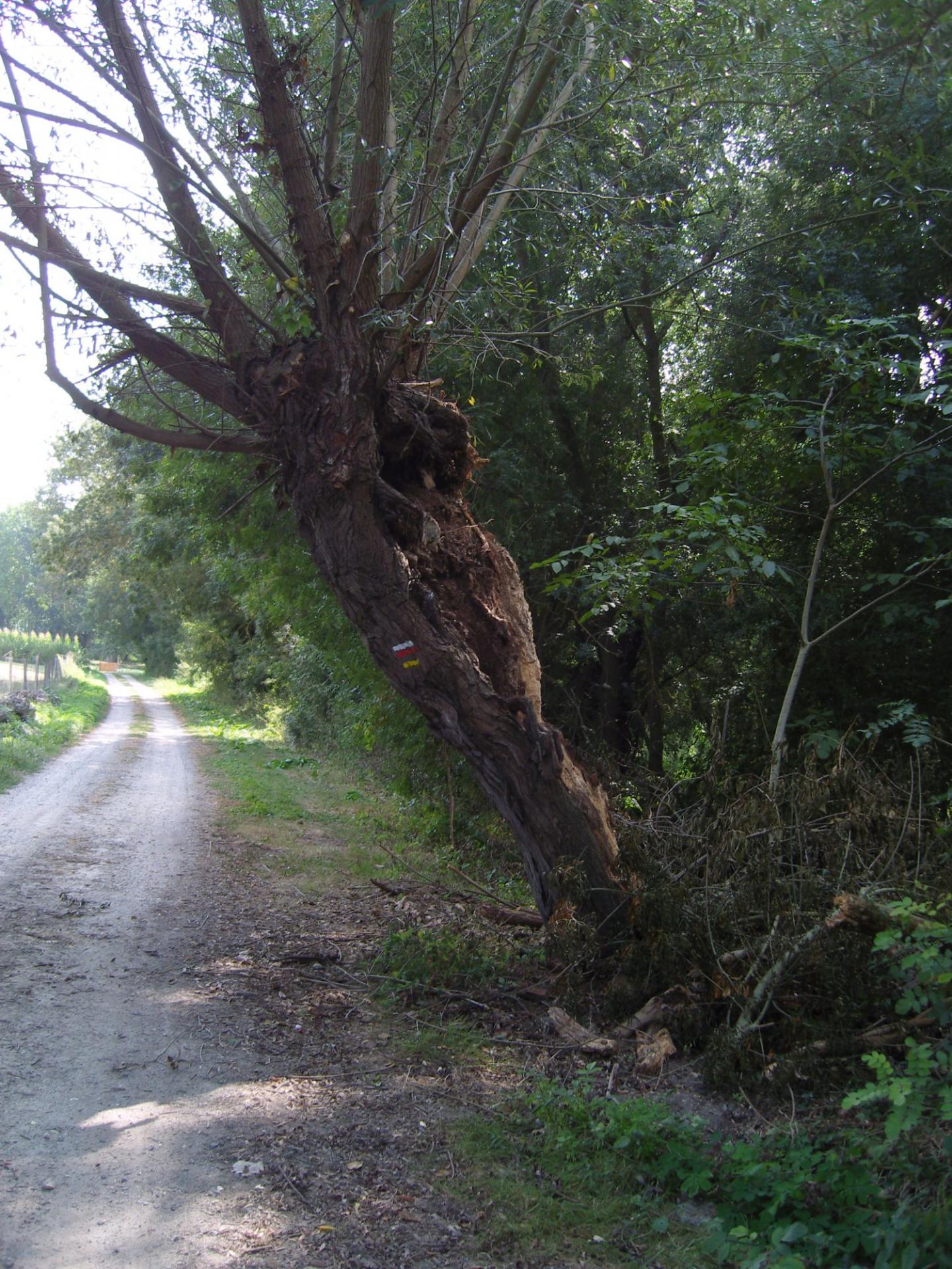 Brézé Baffou - La Bouchardière