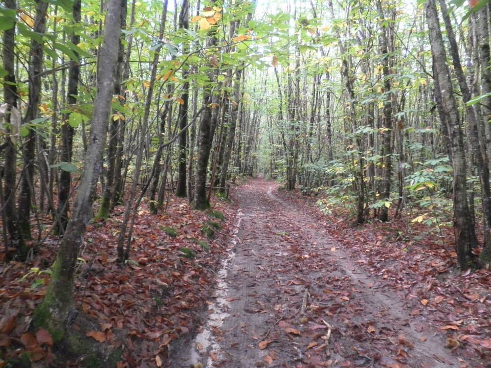 Brain sur Allonnes - Le Bois de Cossé